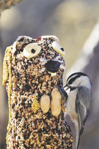 Mountain Chickadee (2).jpg