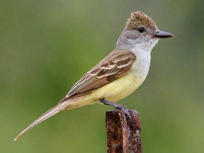 Ash-Throated Flycatcher