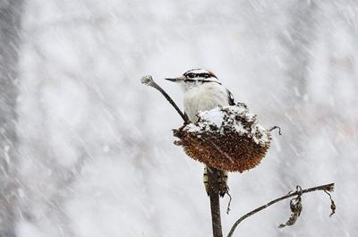 nancy tully-downy woodpecker.jpg